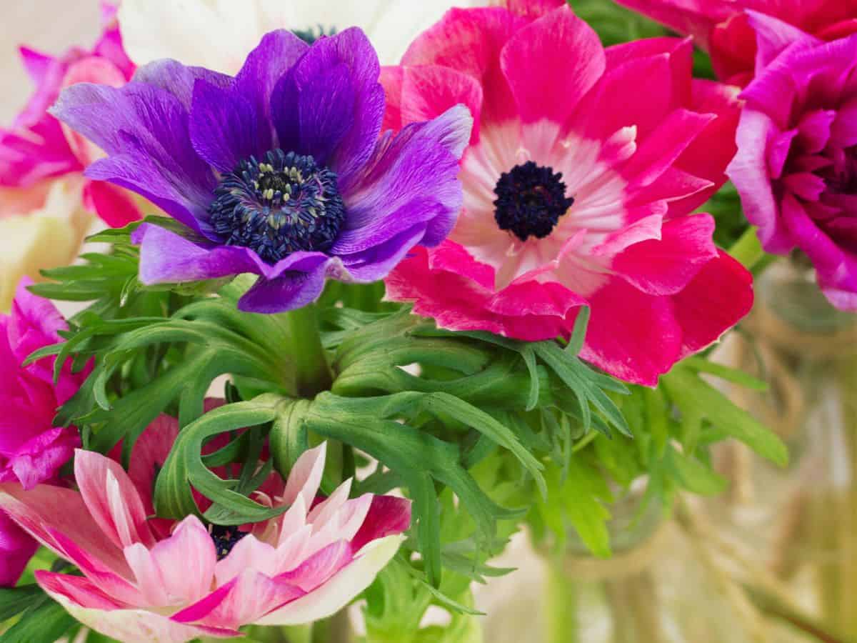 Pink and purple anemones flowers arranged in a vase