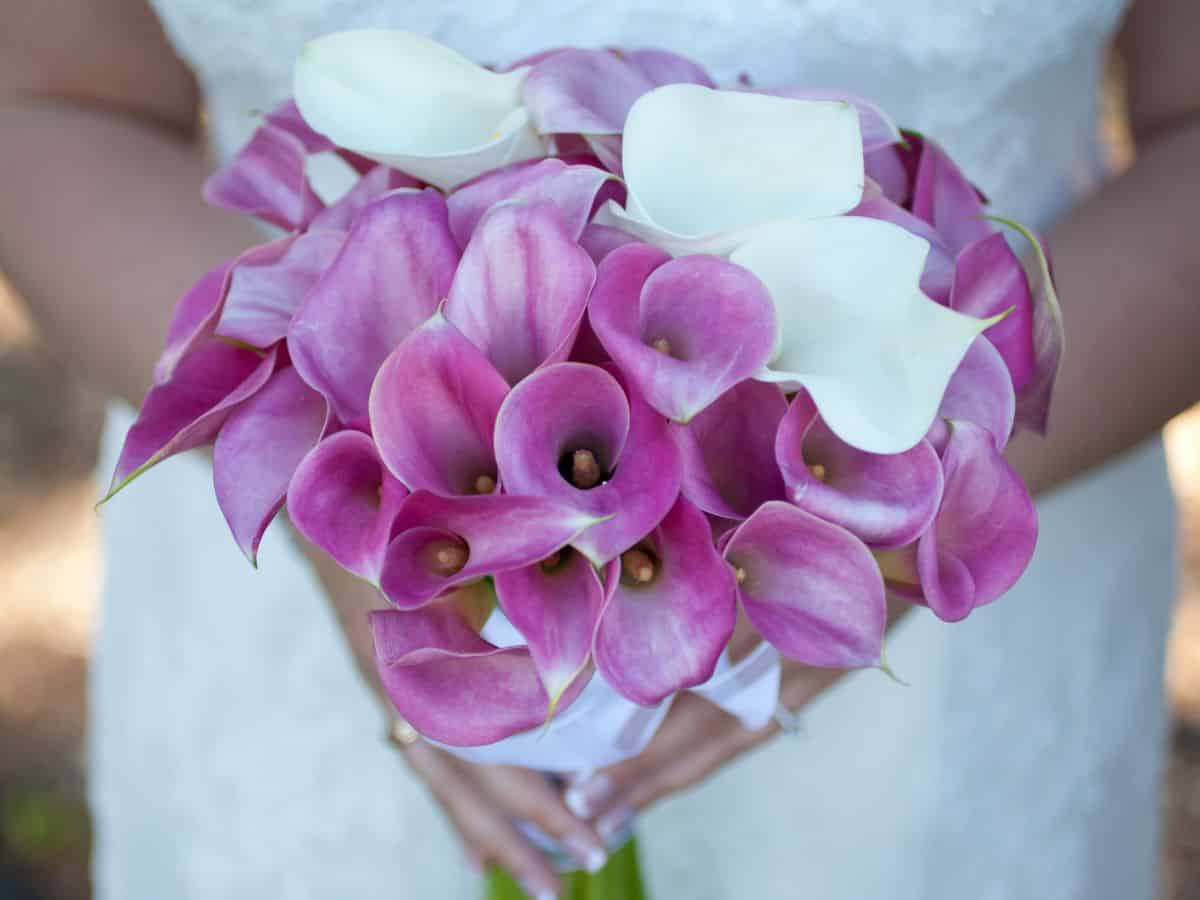 Bride holding a bouquet of pink and white calla lilies