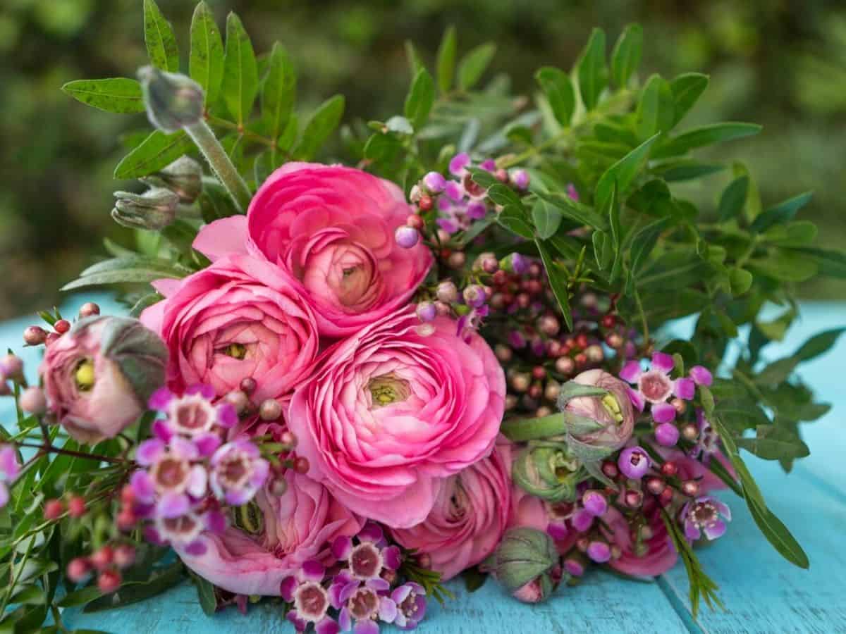 Pink camellias flowers arranged on a table