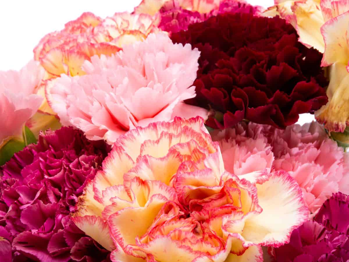 Mixed carnations in red, pink, and yellow for wedding decor