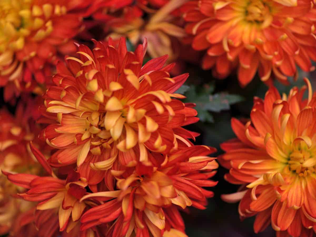 Yellow and orange chrysanthemums for wedding