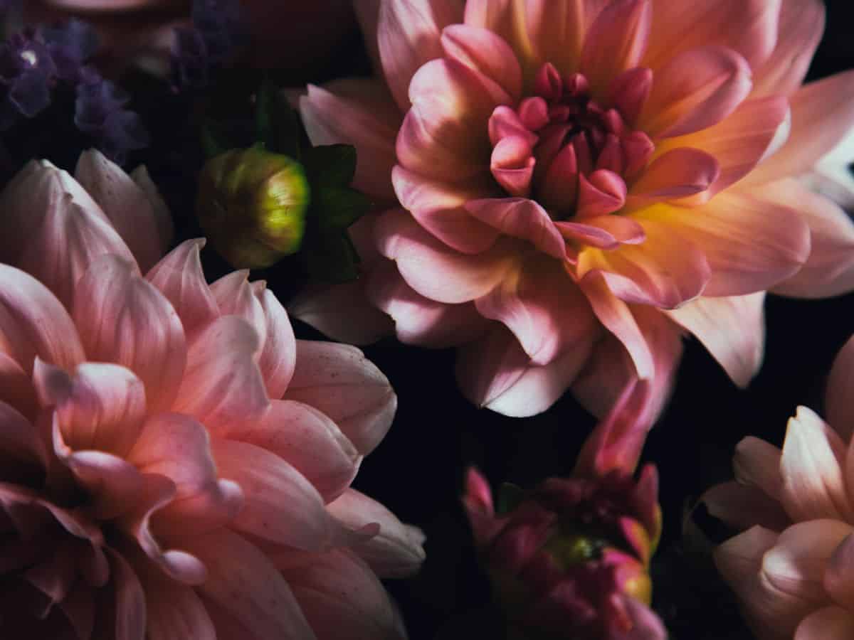 Close-up of pink and yellow dahlias flowers