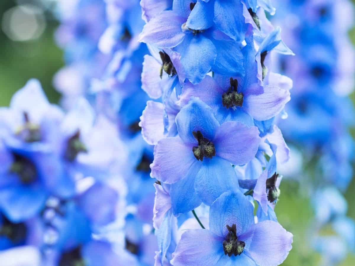 Blue and purple delphiniums for wedding