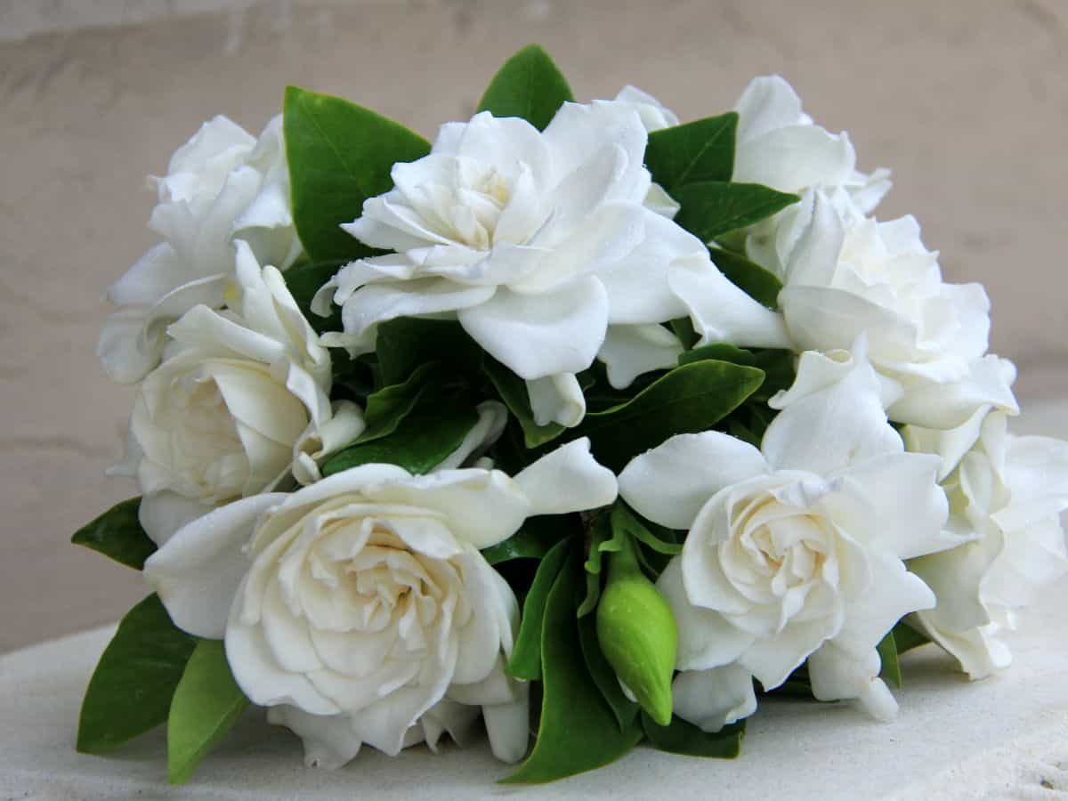 White gardenias arranged as a wedding centerpiece