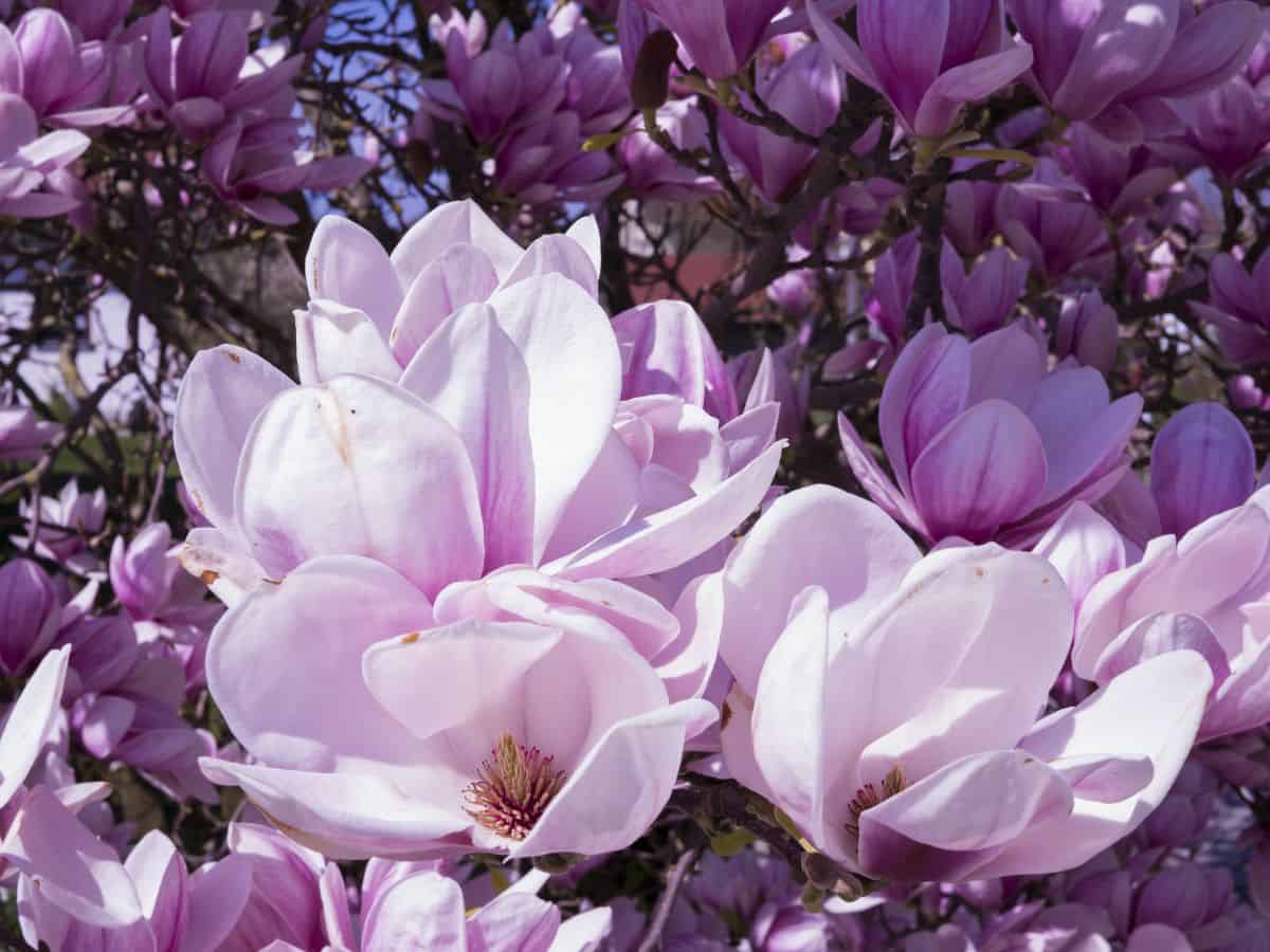 Pink magnolias for wedding