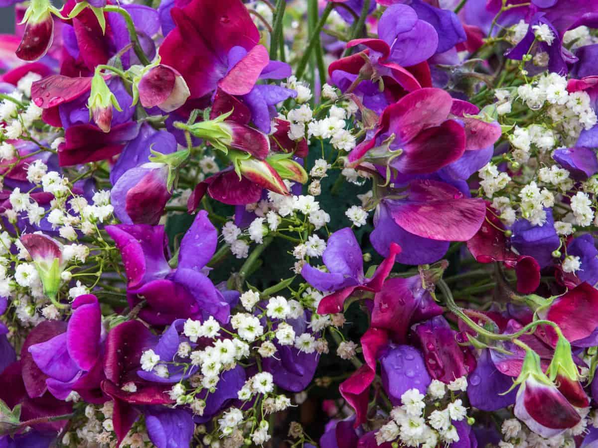 Pink and purple sweet peas flowers for wedding